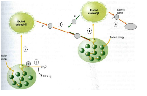 <p>The outline of oxygenic photosynthesis is</p><p>shown, with electron transfer steps marked 1</p><p>through 5. Which step is responsible for</p><p>generation of reducing power?</p><p>A. electron transfer #1</p><p>B. when electrons are excited as at #2</p><p>C. electron transfer #3</p><p>D. when electrons are excited as at #4</p><p>E. electron transfer #5</p>