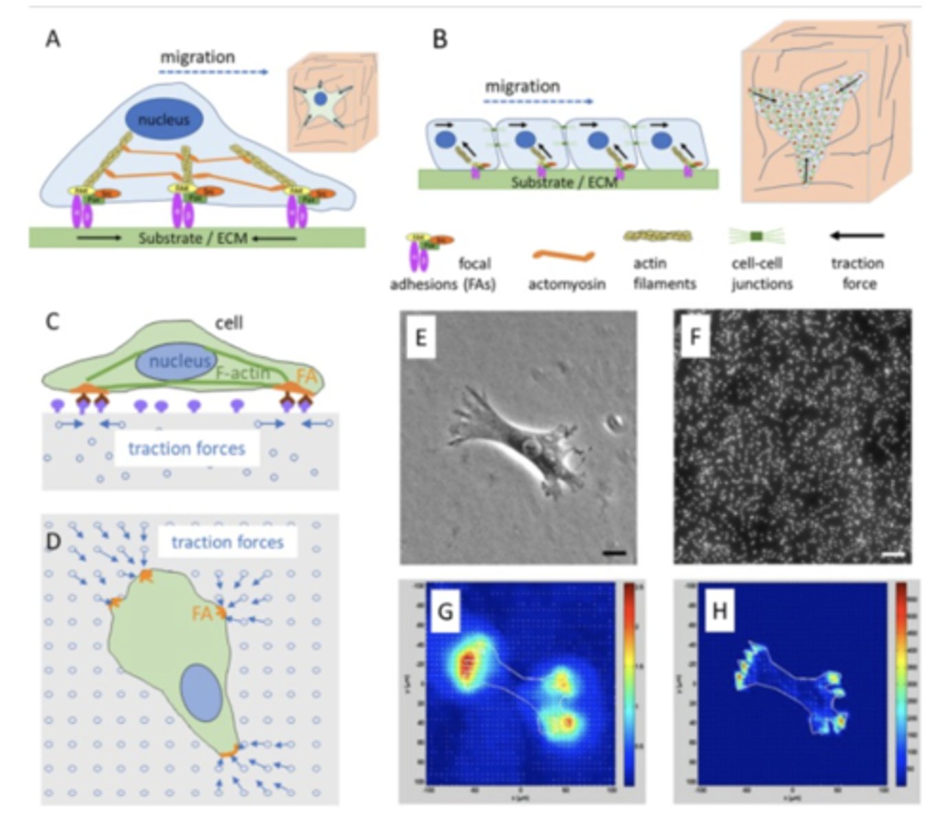 <p>Measure forces applied by cells (on hydroge) based on displacement of fluorescent beads</p>