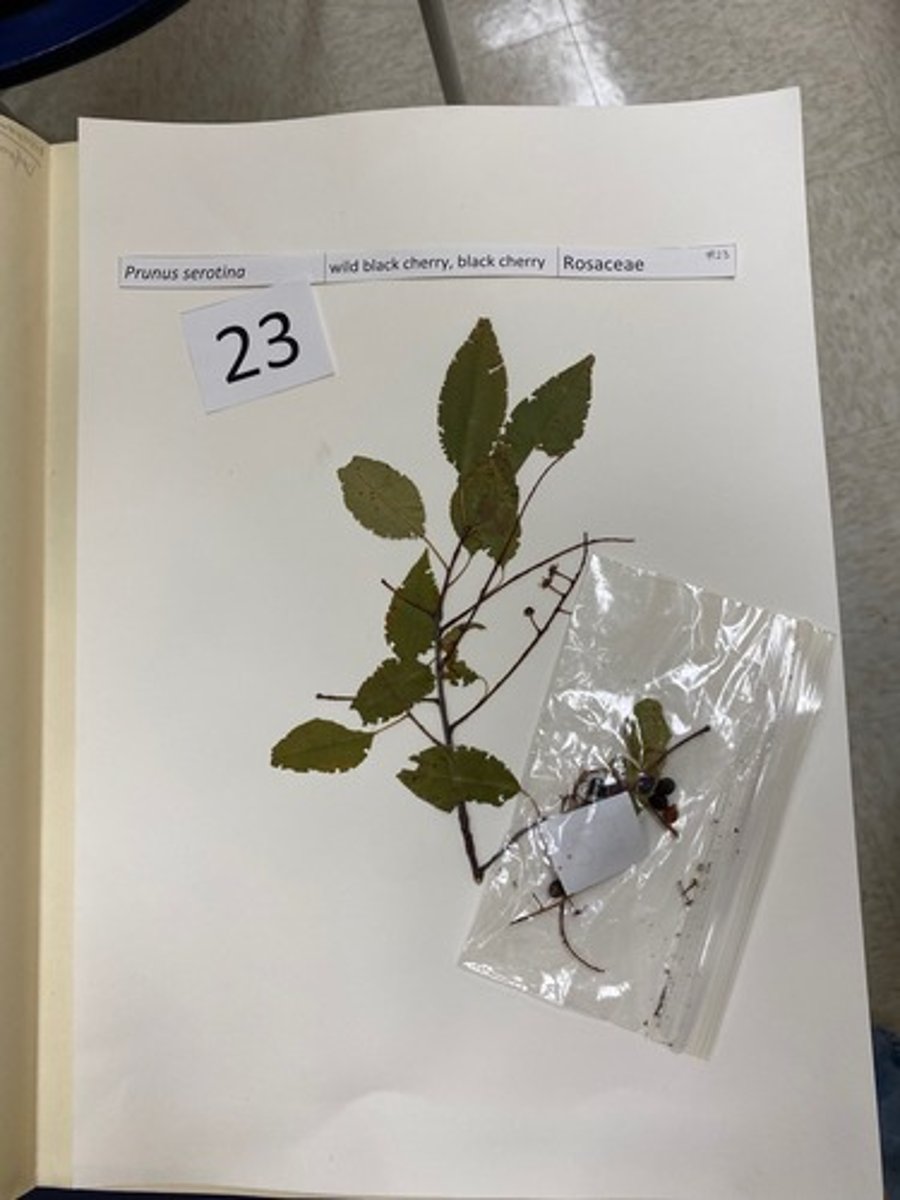 <p>Prunus serotina (Rosaceae)</p>