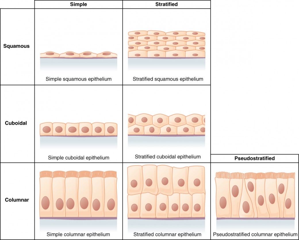 <p>Classification of Epithelial Tissue is based on what?</p>