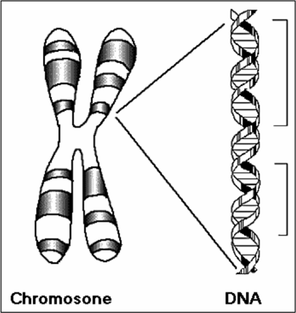 <p>A section of the DNA (chromosome) that codes for a specific trait (e.g. eye color or hair color).</p>