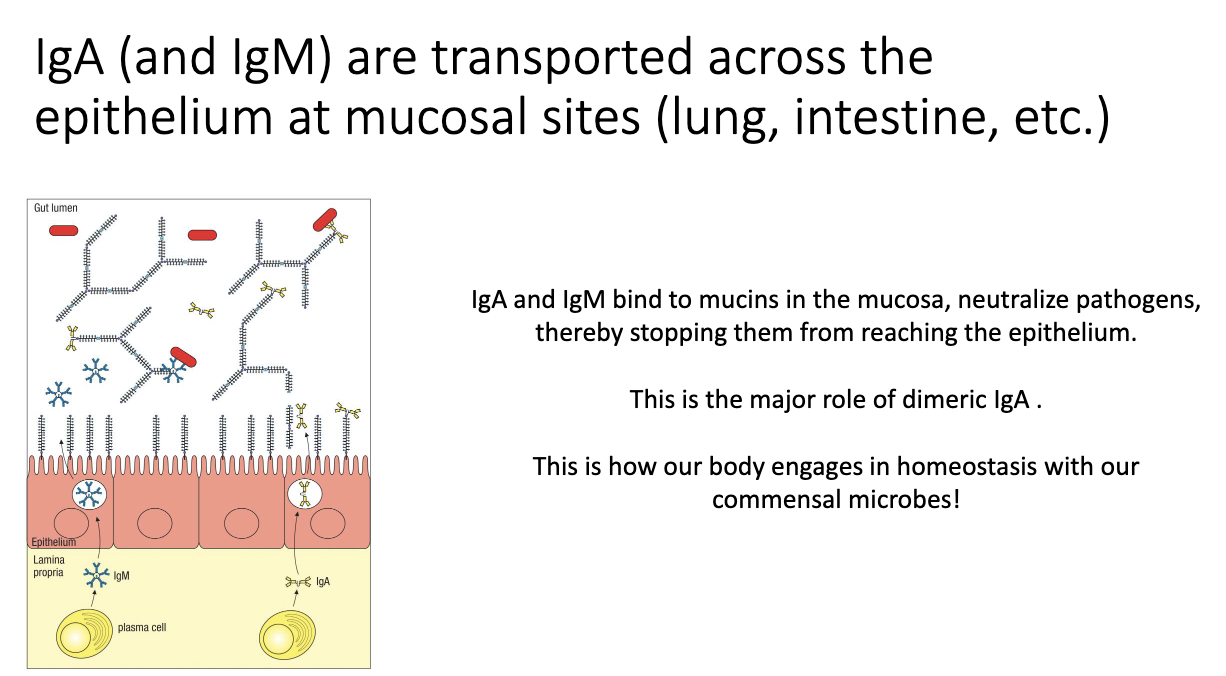 <ul><li><p class="isSelectedEnd"><span>Plasma cells secrete IgA/IgM.</span></p></li><li><p class="isSelectedEnd"><span>Epithelial cells use the </span><strong><span>poly-Ig receptor</span></strong><span> to capture them.</span></p></li><li><p class="isSelectedEnd"><span>Antibodies are transported and released into the lumen to bind microbes.</span></p></li><li><p><span>Maintains gut homeostasis by keeping bacteria out of host tissues.</span></p></li></ul><p></p>