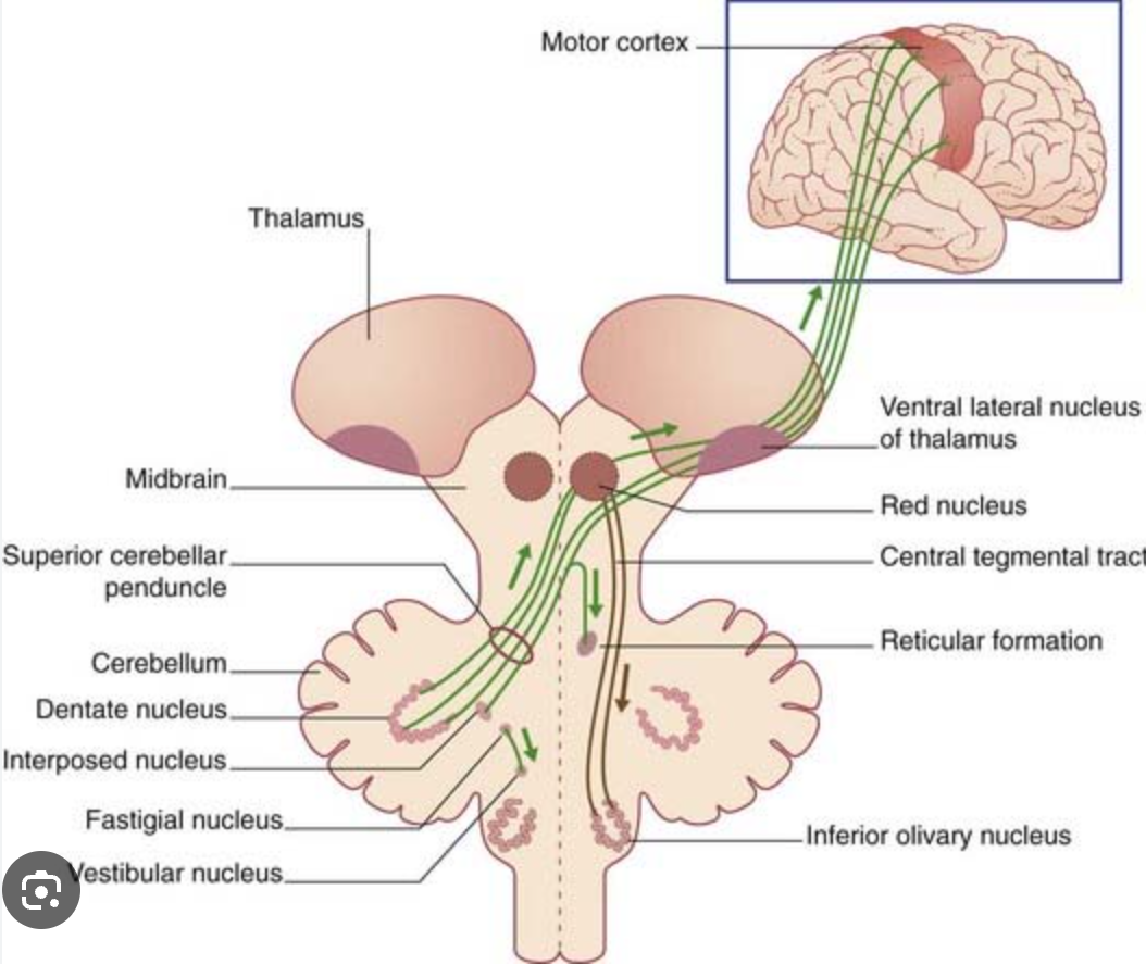<p>Cerebellothalamic Tract</p>