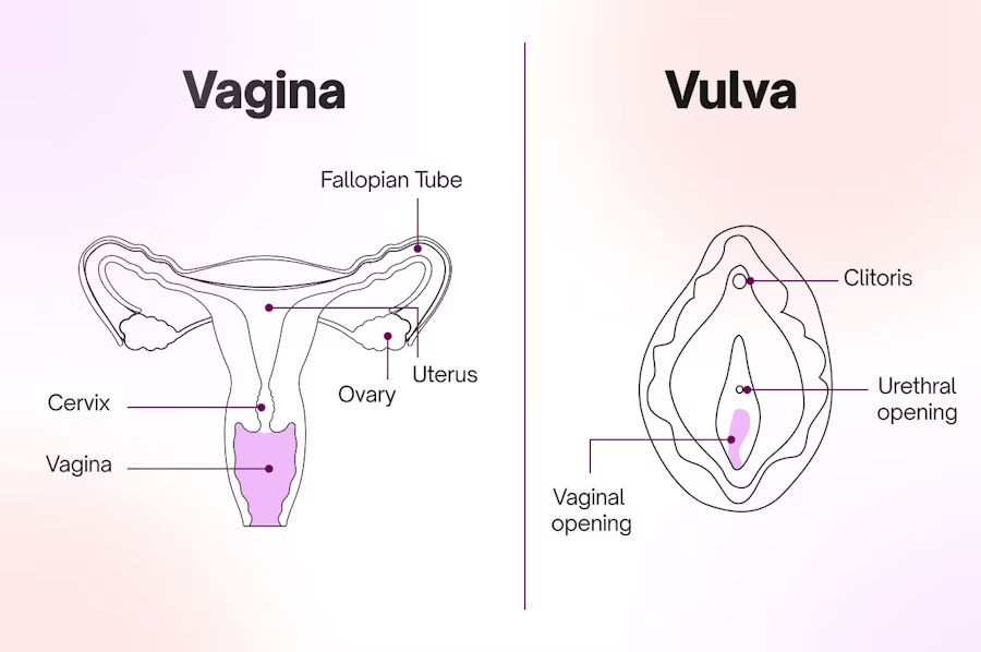 <p><strong>Vagina</strong></p><p>function</p><img src="https://lh7-rt.googleusercontent.com/docsz/AD_4nXcdwRDgQPeEyeKpKjdUtMYw9patworj5uSP42LEpFjtd649bQY3abtQ0XKF33NUlYd-CpARPSApVbonVPQhQWuKtc0PVq3IzwkUp-lIk-ta2SfXlmV04MwPwkj3DLwhXWdWrXHv?key=0NmS09b7DSVt44FZoYhqRUdh" data-width="100%" data-align="center"><p></p>