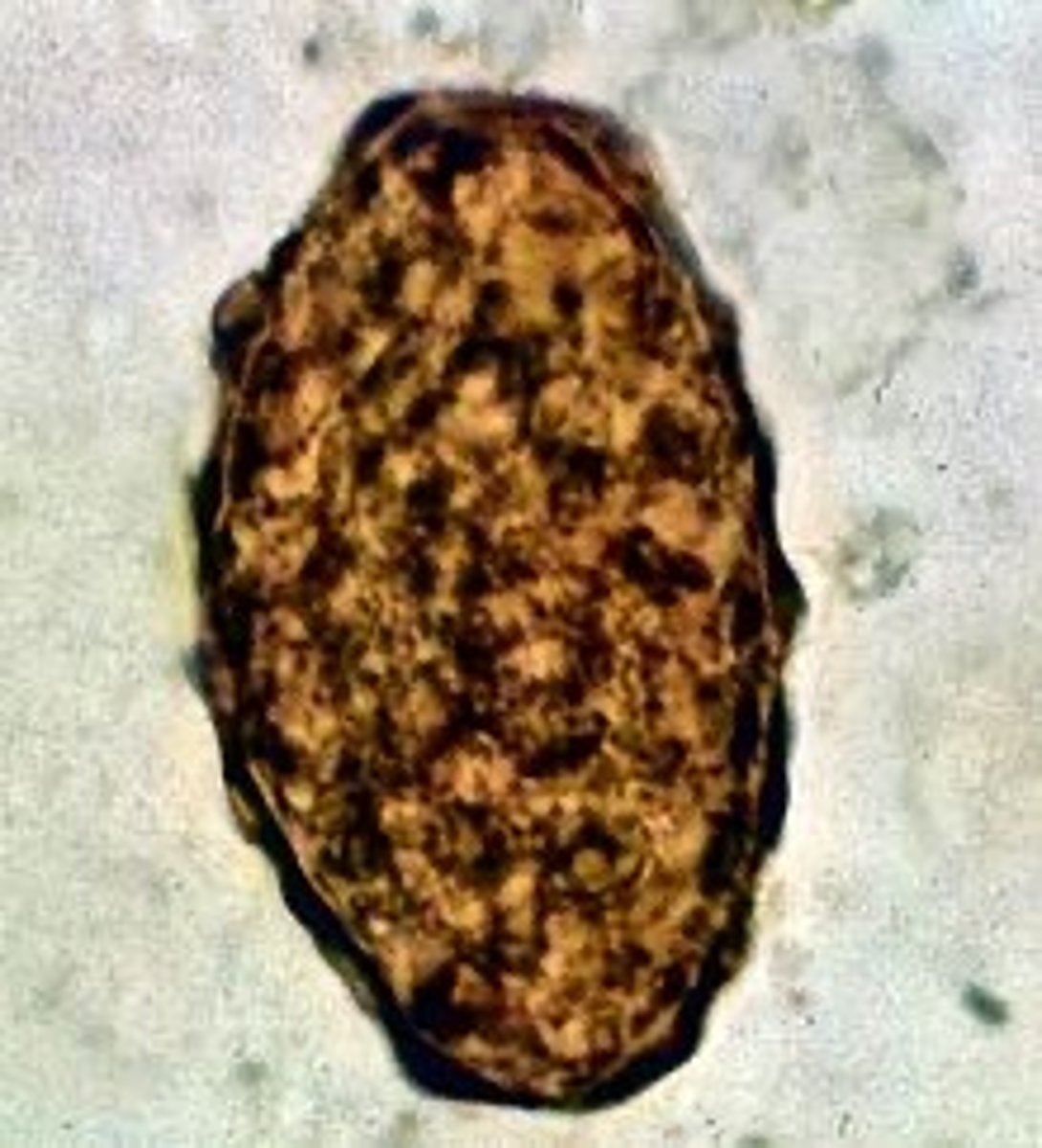 <p>Longer than fertile, no larva</p>