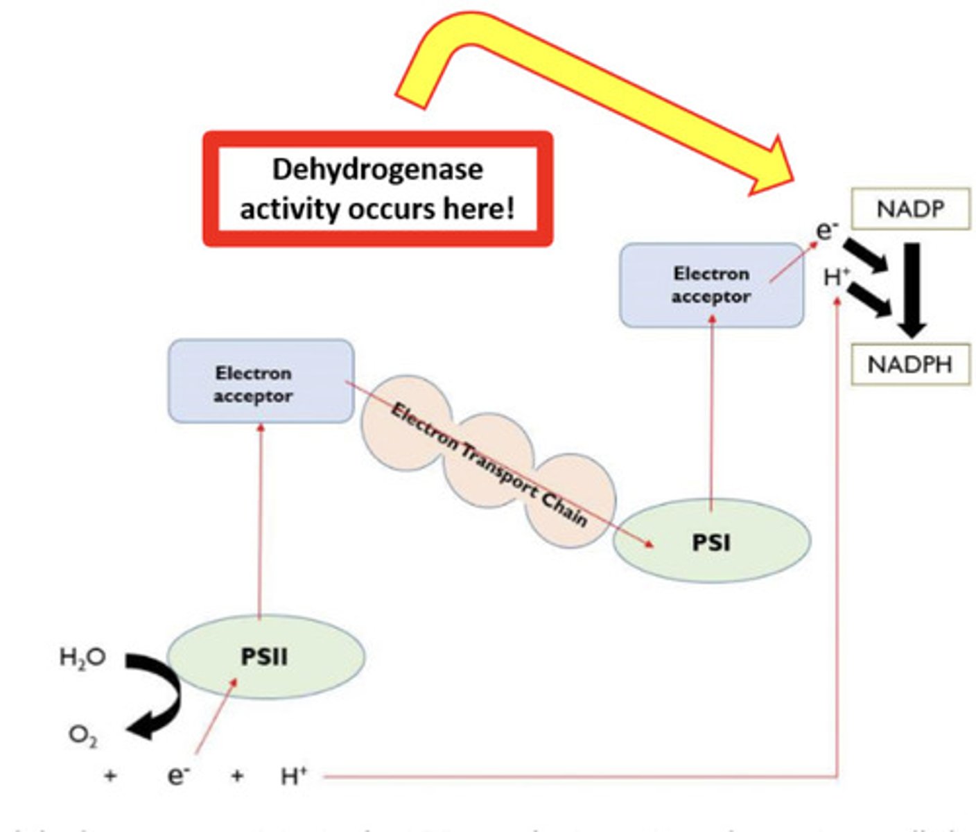<p>- The enzyme dehydrogenase is crucial to the light dependent reaction, where it catalyses the reduction of NADP</p><p>- NADP accepts electrons from photoionisation of chlorophyll.</p>