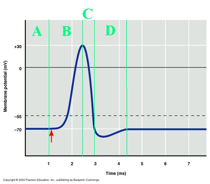 <p><span><span>Which labeled portion of the diagram corresponds to the resting potential of the axon?</span></span></p>