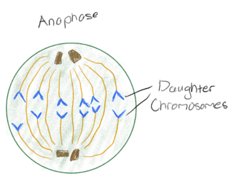 <p>Sister chromatids are pulled apart by spindle fibers and are separated (daughter chromosomes)</p>