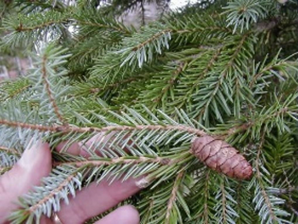 <p>Picea omorika: Serbian spruce</p>