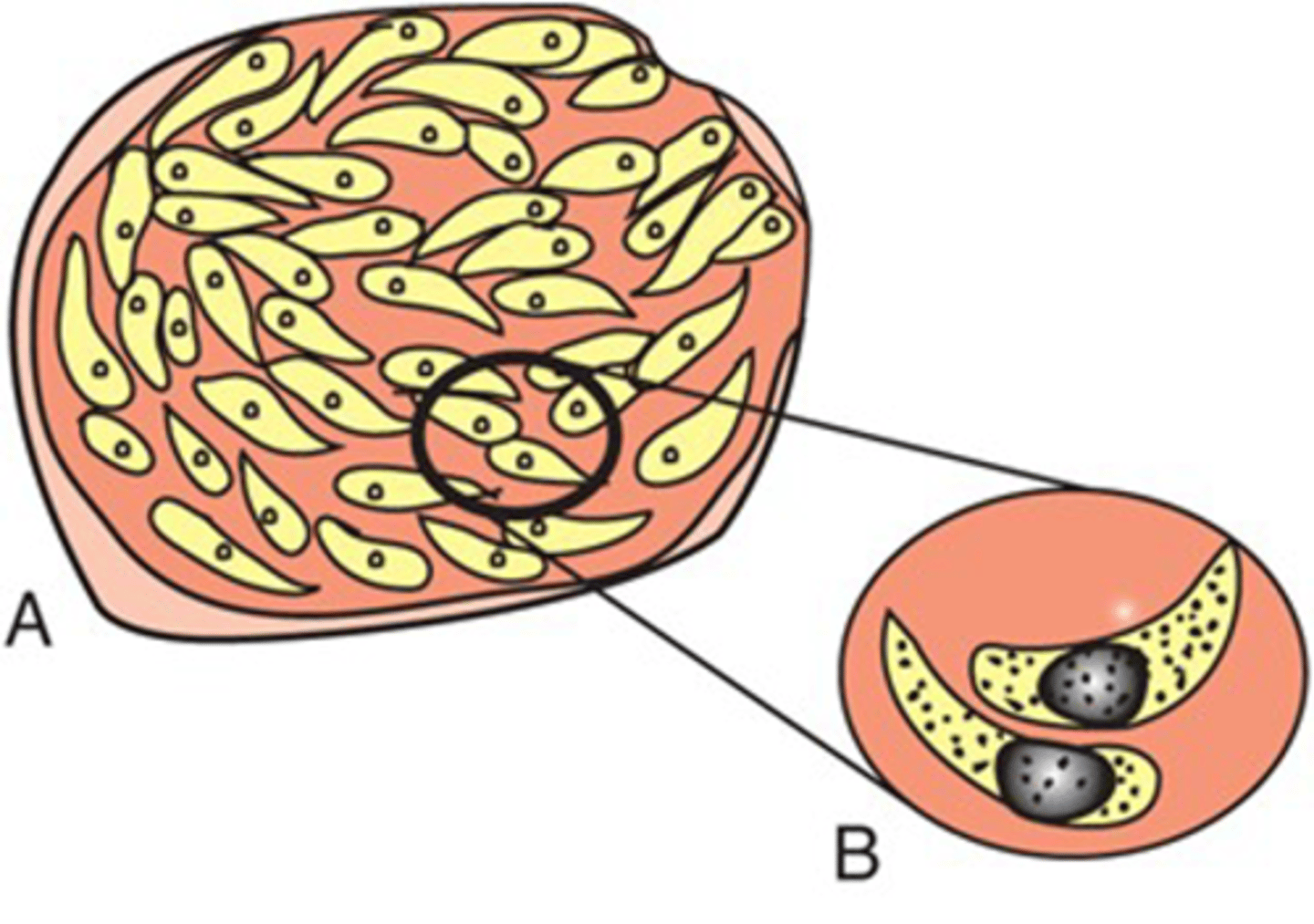 <p>This protozoan cyst belongs to the phylum Apicomplexa. The banana-shaped structures are</p><p>called:</p>