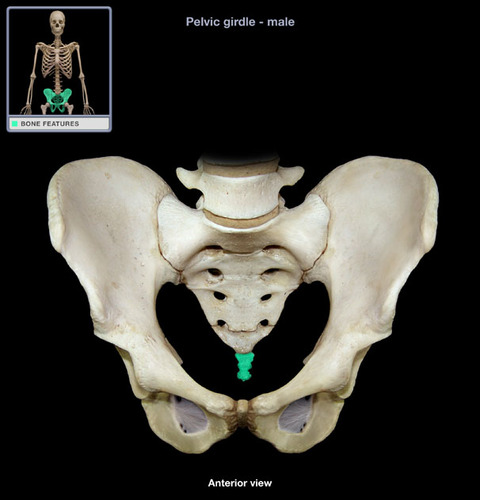 a small triangular bone at the base of the spinal column in humans and some apes, formed of fused vestigial vertebrae
(think pointy part of butt, tailbone almost)