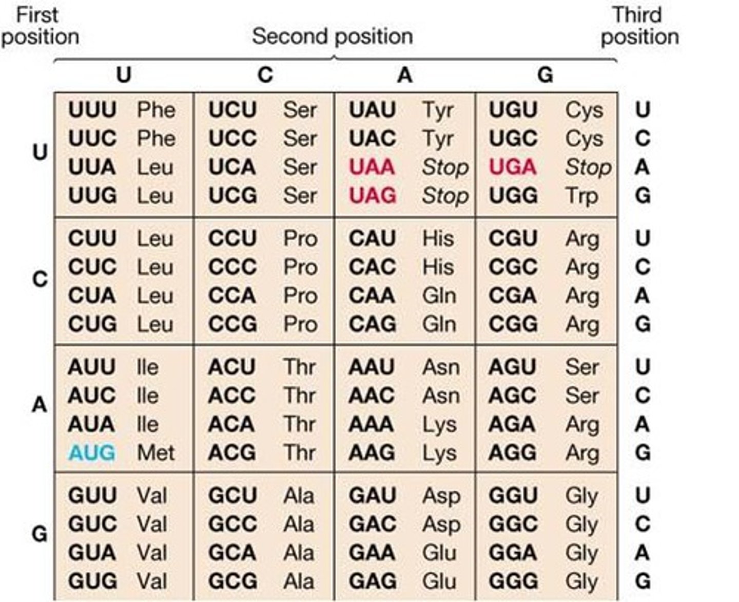 <p>A chart of codon sequences that tells you what amino acid a codon sequence on the mRNA codes for.</p>