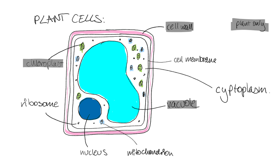 <p>contains:</p><ul><li><p>nucleus</p></li><li><p>cell wall</p></li><li><p>cell membrane</p></li><li><p>cytoplasm</p></li><li><p>mitochondria</p></li><li><p>ribosomes</p></li><li><p>chloroplasts</p></li></ul><p></p>