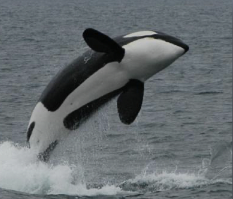 Examine the photo above. What does this species eat?