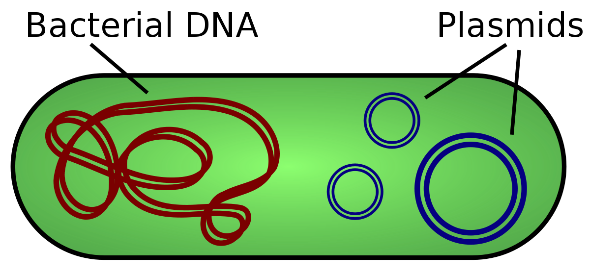 <p>A small circular piece of DNA found in bacteria.</p>