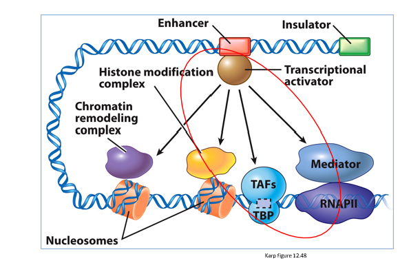 <ul><li><p>communicate via bending DNA</p></li></ul><p></p>