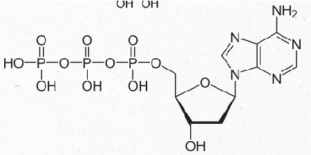 <ul><li><p>pentose sugar</p></li><li><p>nitrogenous base</p></li><li><p>phosphate group (can have 1, 2, or 3)</p><ul><li><p>free nucleotides in active form typically have 3 phosphate groups attached before they get attached to a DNA/RNA strand (triphosphates)</p></li></ul></li></ul><p></p>