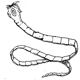 <p>tapeworm SP</p>