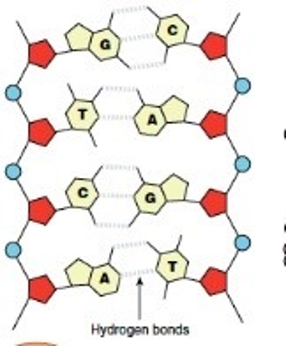 <p>Along the backbone of the structure is a <strong>Phosphate</strong> molecule bonded to a <strong>sugar</strong> called <strong>Deoxyribose.      </strong></p><p>                                                                  There are two lines of phosphate-sugars like a ladder called a <strong>double helix</strong>. Connecting the two lines of the ladder together are <strong>bases</strong>.</p>