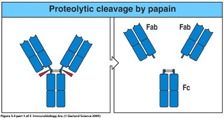 <ul><li><p><strong>Antibody (Ab) = Immunoglobulin (Ig)</strong></p></li><li><p class="">Structure studied using <strong>proteases</strong> like <strong>papain</strong></p></li><li><p class=""><strong>Papain</strong> cleaves at <strong>disulphide bonds</strong> between heavy chains, producing:</p><ul><li><p class="">Two <strong>Fab (Fragment antigen-binding)</strong> regions → <strong>bind antigen</strong> (N-terminal end)</p></li><li><p class="">One <strong>Fc (Fragment crystallisable)</strong> region → <strong>does not bind antigen</strong>, involved in immune functions (C-terminal end)</p></li></ul></li></ul><p></p>