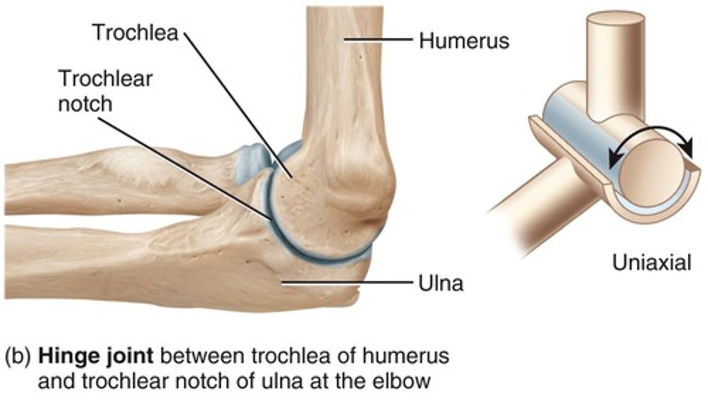 <p>A joint that connects the upper arm to the forearm, allowing for bending and straightening of the arm.</p>