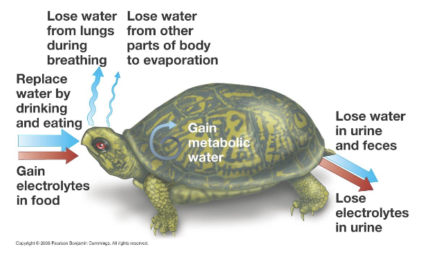 <ul><li><p>A dry environment = constant water loss through evaporation (across wet respiratory membrane, and across surface of skin)</p></li><li><p>Water loss in urine and feces (waterproofing of outer layer of body, minimal exposure of gas exchange and digestive surfaces to air, minimizing electrolyte intake)</p></li></ul><p></p>