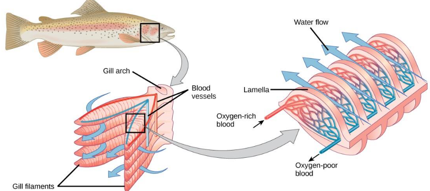 <p><strong>filaments-</strong> attached to the gill arch and feather out to create a large surface area<br><strong>lamellae-</strong> flattened disc like membranes at right angles to the gill filaments, which increase the surface area of the gills. They contain capillaries. Gas exchange happens at the lamellae</p>