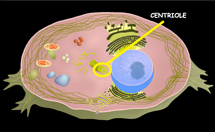 <p>Centriole (Animals Only)</p>