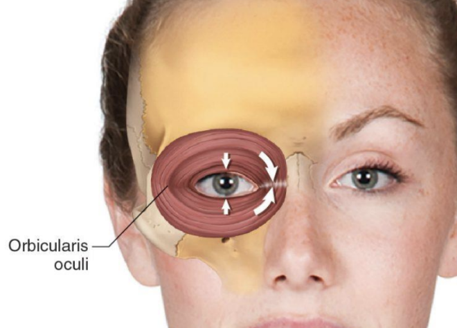 <p><strong>Orbicularis Oculi</strong></p>