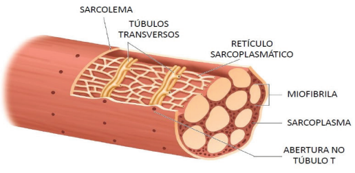 <p>estruturas cilíndricas dentro da fibra muscular, compostas por sarcômeros em série; são as unidades contráteis efetivas da célula muscular</p>