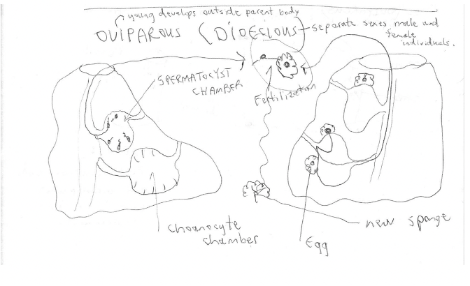 <p>dioecious (one sponge makes eggs another makes sperm) sponges that release egg and sperm to the environment, usually in mass spawning events; fertilization occurs externally and embryonic development occurs in the water; eggs are surrounded by nurse cells which captures sperm and sinks to substrate</p>