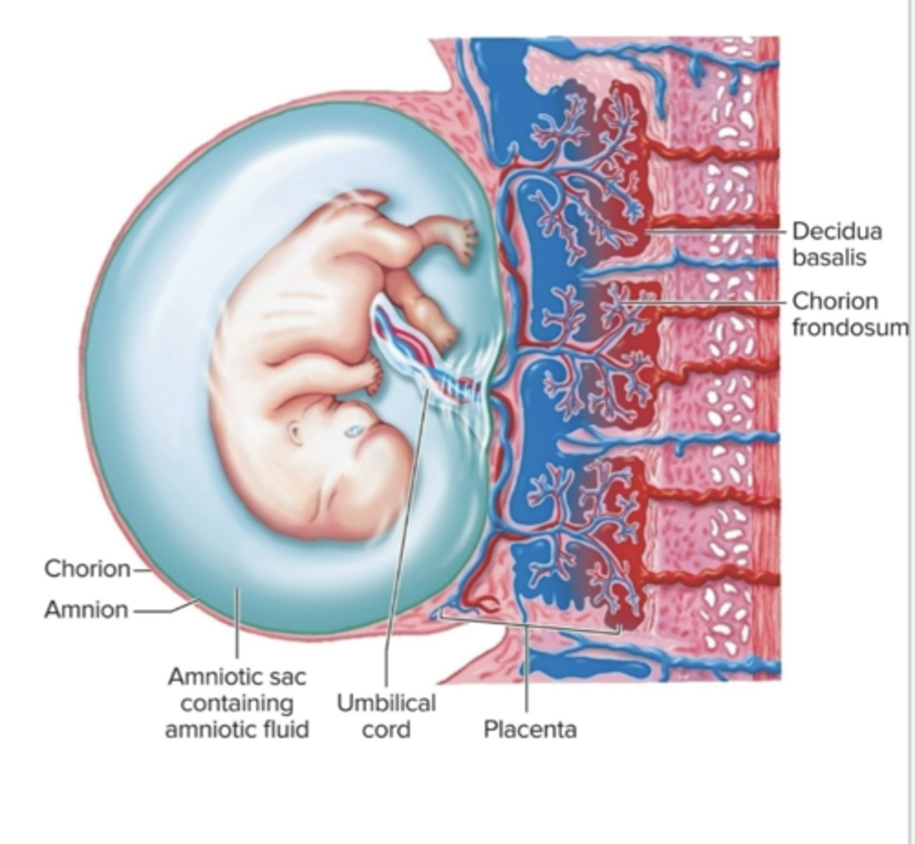 <p>Placenta: organ of exchange of gases, nutrients, and waste between mother and fetus; develops in uterus</p><p>- Interlocking fetal and maternal tissue with extensive blood supply</p><p>- Umbilical arteries (2) and vein (1) are in umbilical cord</p><p>☆ The fetus is in the fluid-fulled amniotic sac</p>