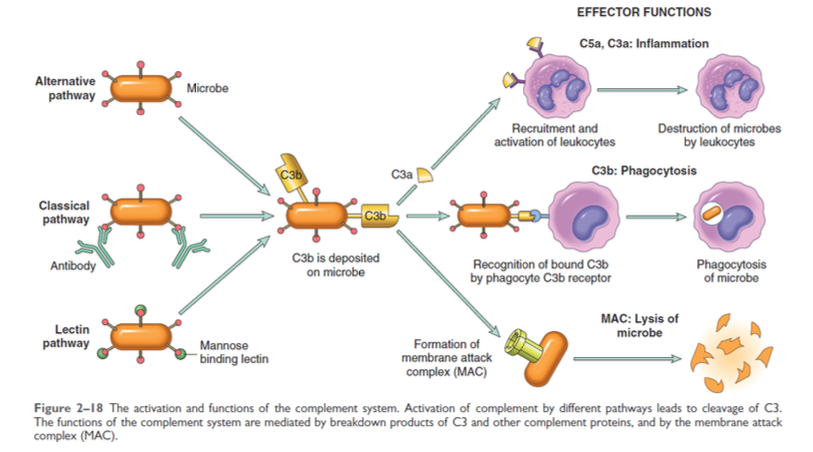 <ul><li><p><span><strong>IgG / IgM (memory cells, 2nd line of defense)</strong></span></p></li><li><p><span><strong>surface molecules - microbes (1st line of defense)</strong></span></p></li><li><p><span><strong>MBL binding to mannose on microorganisms</strong></span></p></li></ul><p></p>