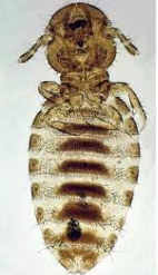 <p>What Parasite Is This?</p>