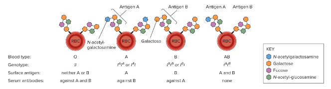 <p>Fill in the blank…</p><p>Individuals who are homozygous for i produce blood type ( ). The I<sup>A</sup> and I<sup>B</sup> alleles are ( ) and are both expressed in a heterozygous individual, producing blood type ( ). Since i is ( ) to I<sup>A</sup> and I<sup>B</sup>, those with blood type A or B can be heterozygous or homozygous for I<sup>A</sup> or I<sup>B</sup>.</p>