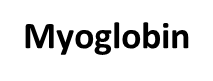 <p>Myoglobin</p>