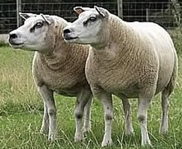 <ul><li><p>double-muscled hindquarters coupled with fine bones, ensures killing-out percentage of the finished lamb </p></li><li><p>sired lambs are born with ease and are thrifty</p></li><li><p>finished lambs have a carcass with well-fleshed legs, good eye muscle, and a long loin </p></li><li><p>breed categories: meat, medium wool </p></li><li><p>distribution: europe, UK, North America </p></li></ul><p></p><p></p>