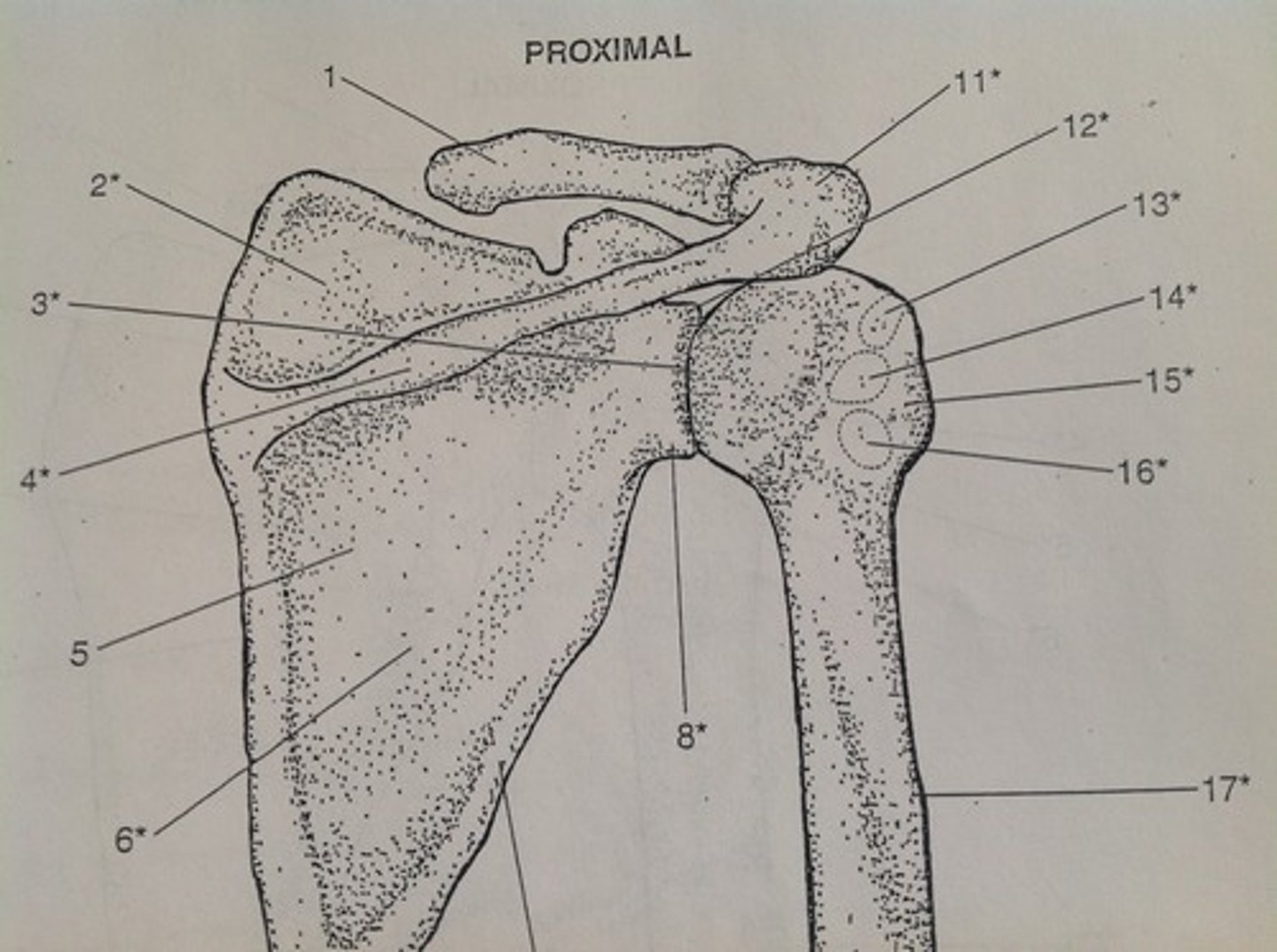 <p>13</p>