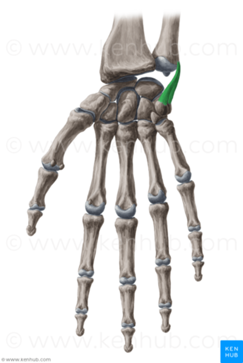 <p>Connects triquetrum to ulnar styloid</p><p>Limits radial deviation</p>