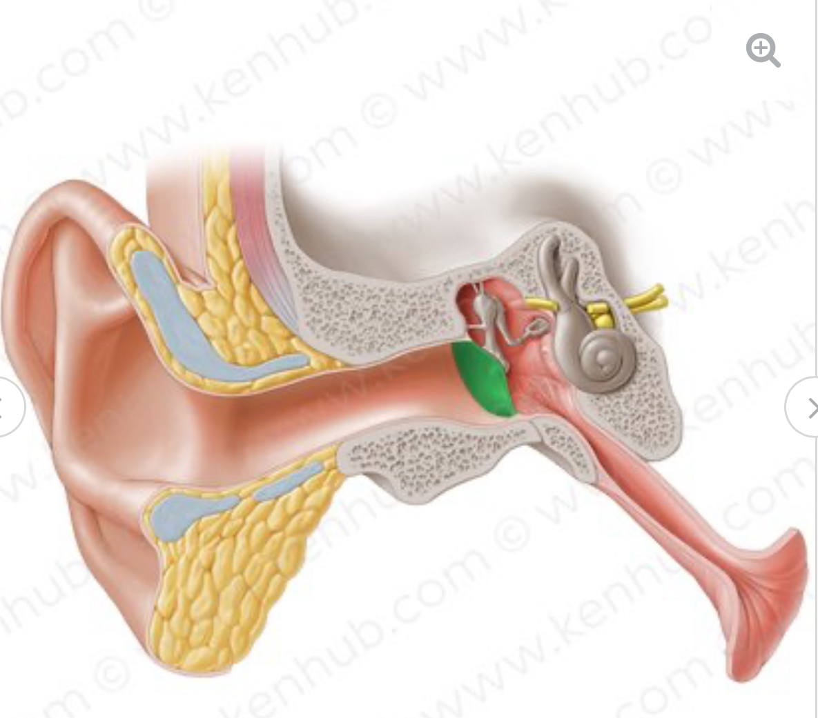 <p>tympanic membrane</p>