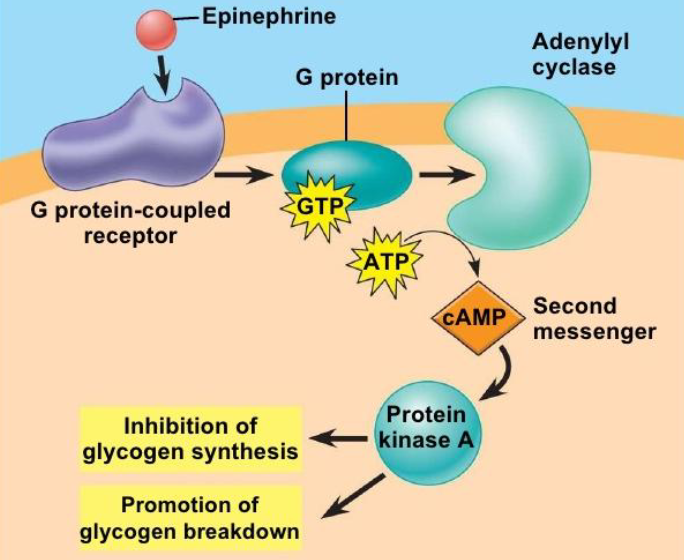 <p>act as molecular switches in cells. transmit signals. bind the GTP and GDP. </p>