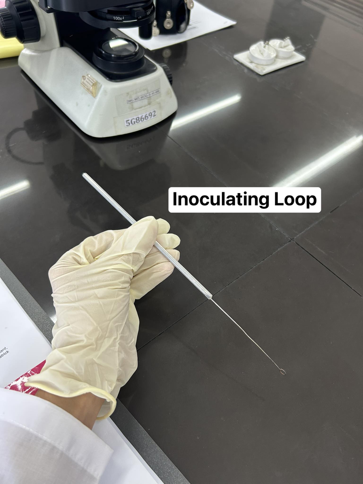 <p>Inoculating Loop</p>
