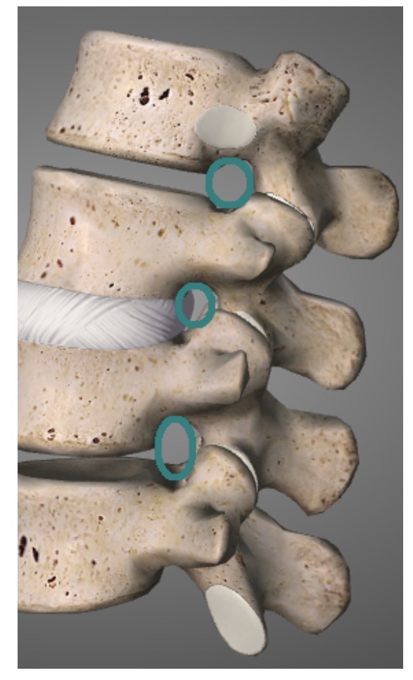 <p>Foramen intervertebrale</p>