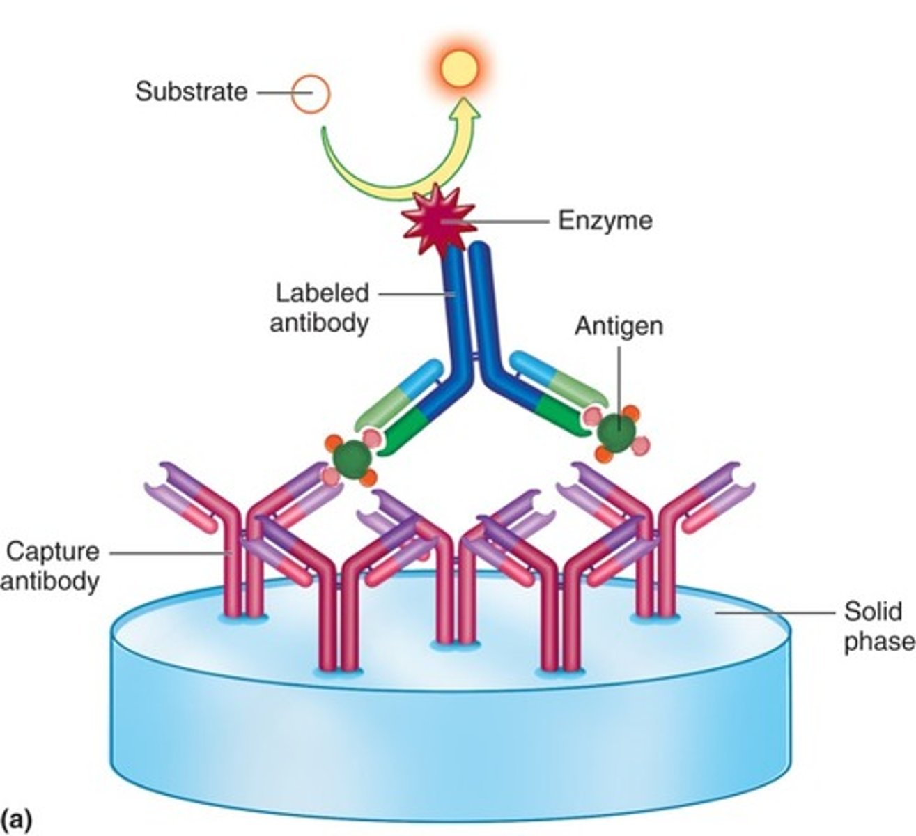 <p>antigens or antibodies</p>