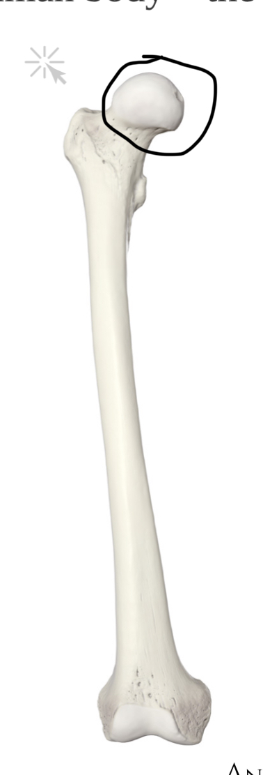 <p>Hoe heet dit deel?</p>