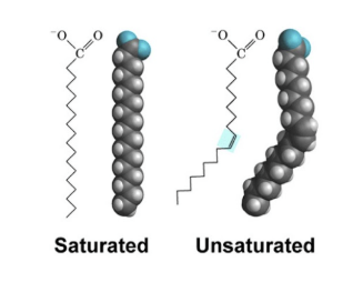 <p>type of lipid that is incorporated into larger lipid molecules</p><ul><li><p>used for energy storage to convert to energy </p></li><li><p>Long chain (up to 24 Carbons attached to hydrogens)</p></li><li><p>carboxyl group (COOH) on one end and methyl group (CH3) on other</p><ul><li><p>include saturated and unsaturated fats</p></li></ul></li></ul><p></p>