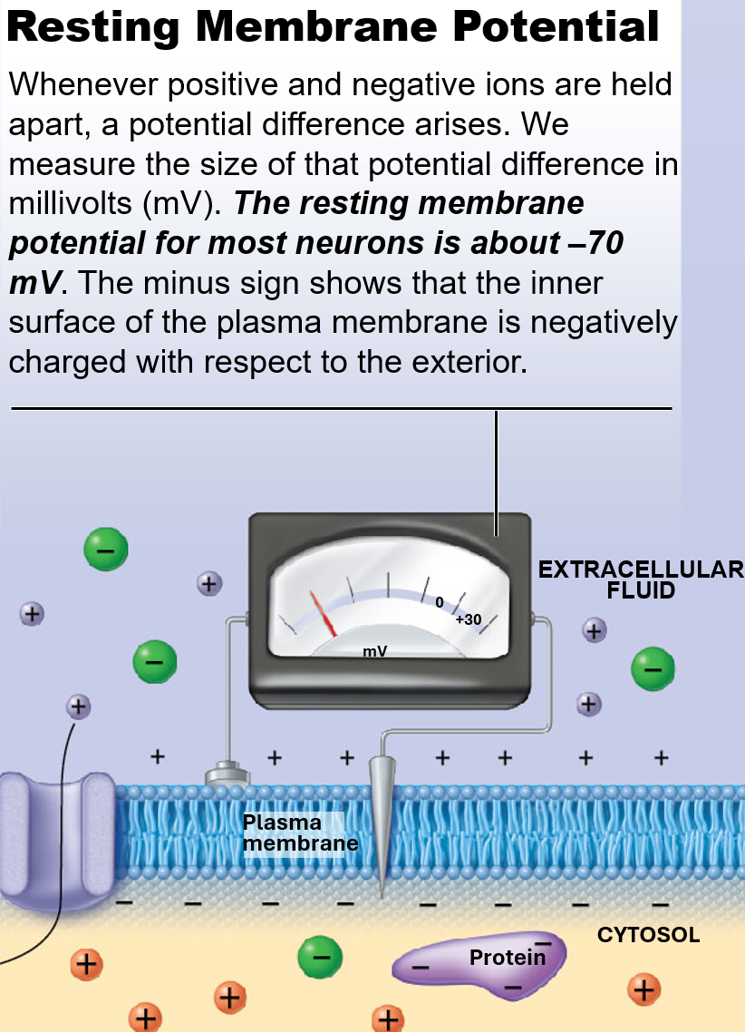 <p>net positive charge outside neuron</p><p>net negative charge inside neuron</p><p>charges separated by plasma membrane</p><p>stabilized by action of Na+/K+ Exchange Pump</p>