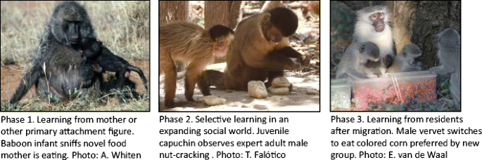 <p>Social Learning in Primates (v<span><span>an Leeuwen, E.J.C., DeTroy, S.E., Haun, D.B.M. </span></span><em>et al (2024))</em></p>