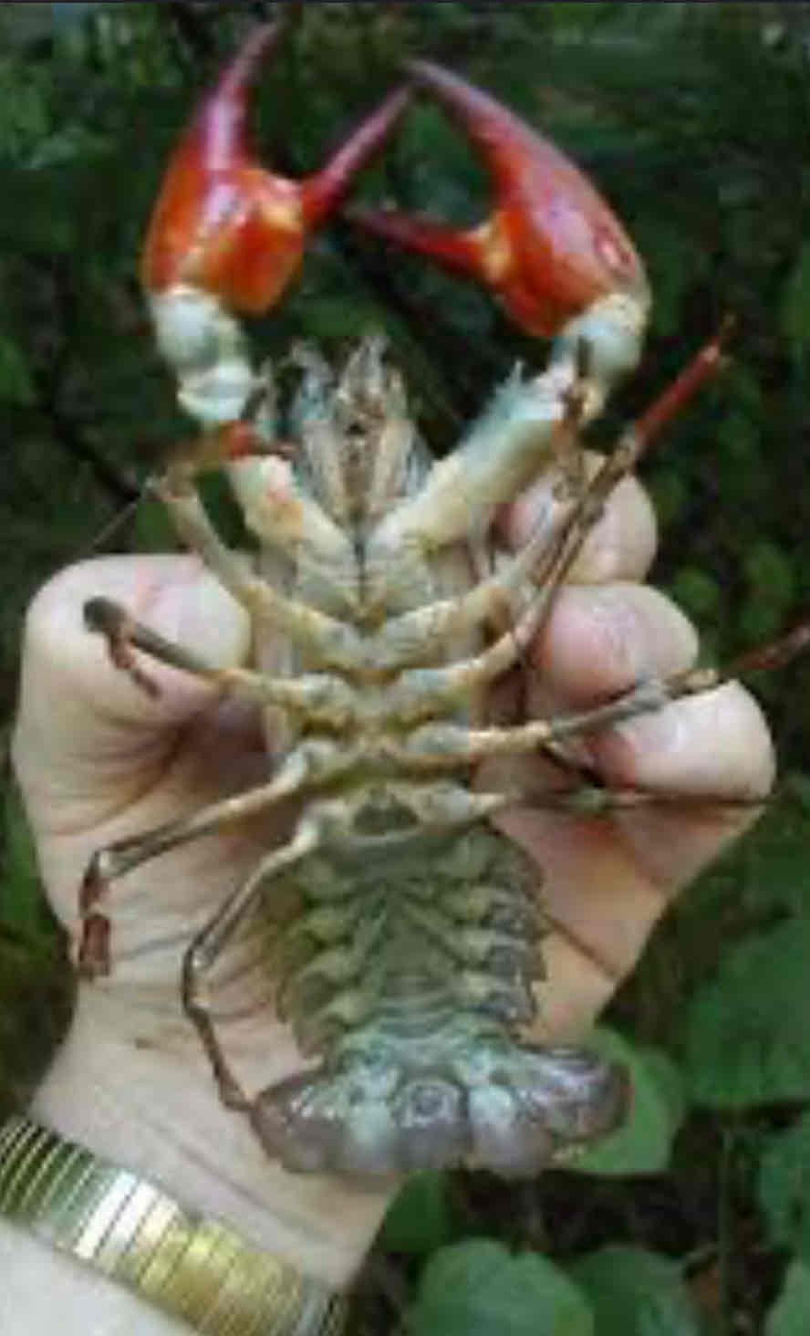 <p>Identify the name of the outer shell in this organism</p>