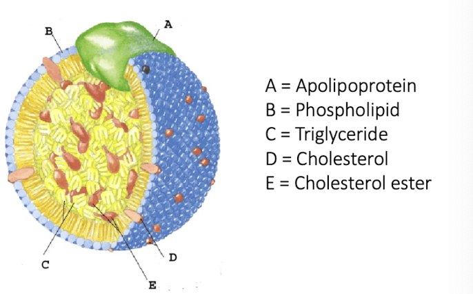 <ul><li><p>protein and lipid complex </p></li><li><p>50-200 nm in diameter </p></li><li><p>high proportion of triacylglycerol (85%)</p></li><li><p>transport dietary triglycerides from intestine to tissues </p></li></ul><p></p>